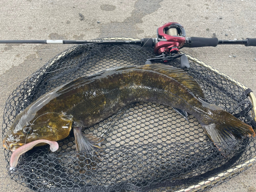 アイナメの釣果