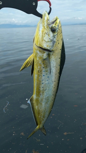 シイラの釣果