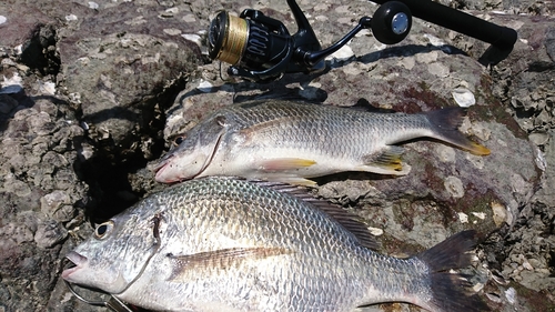 キチヌの釣果