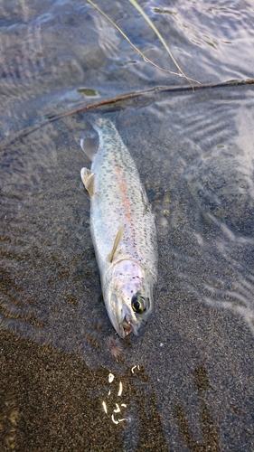 ニジマスの釣果