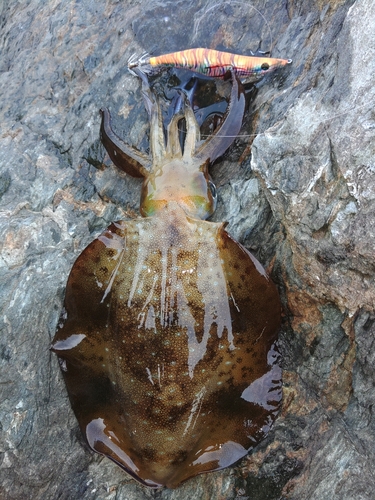 アオリイカの釣果