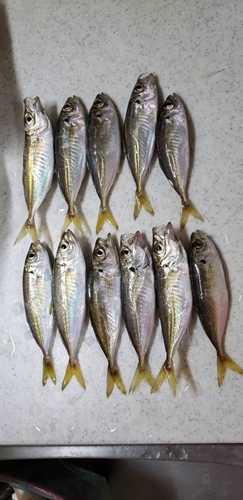 アジの釣果