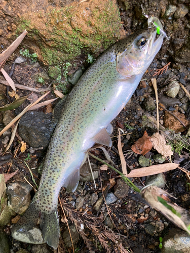 ニジマスの釣果