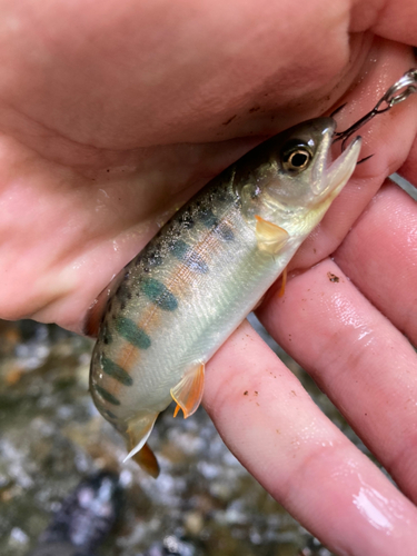 ヤマメの釣果