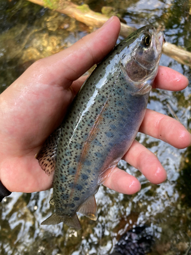 ニジマスの釣果