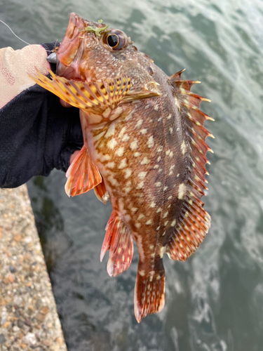 カサゴの釣果