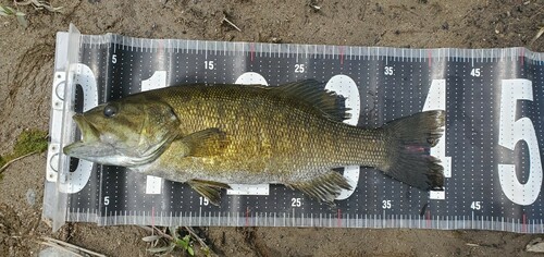 スモールマウスバスの釣果