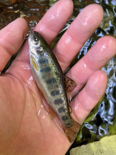 ニジマスの釣果