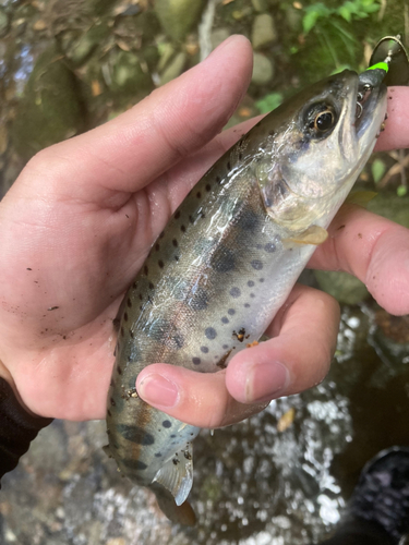 ニジマスの釣果