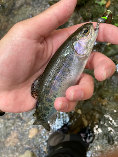 ニジマスの釣果