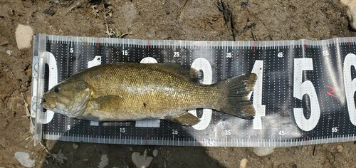 スモールマウスバスの釣果