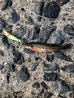 カワムツの釣果