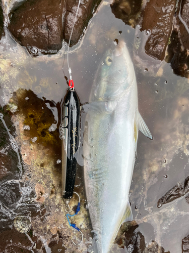 ハマチの釣果