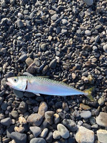 サバの釣果