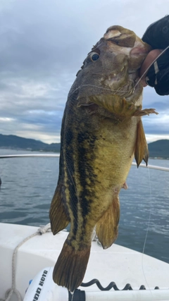 シマソイの釣果