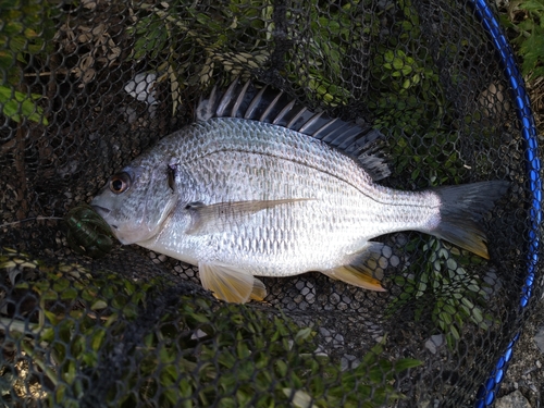 キビレの釣果