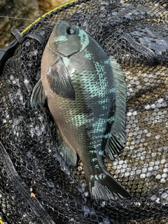 グレの釣果