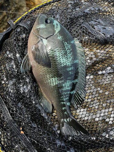 グレの釣果