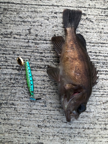 メバルの釣果