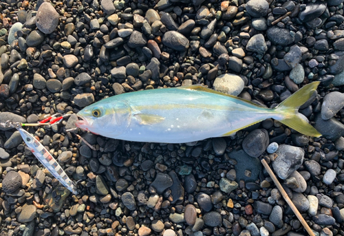 ワカシの釣果