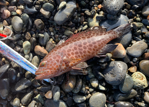 オオモンハタの釣果