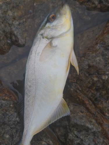 ショゴの釣果