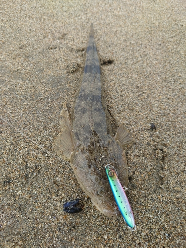 マゴチの釣果