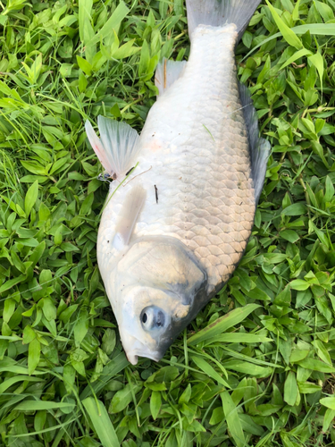 ヘラブナの釣果