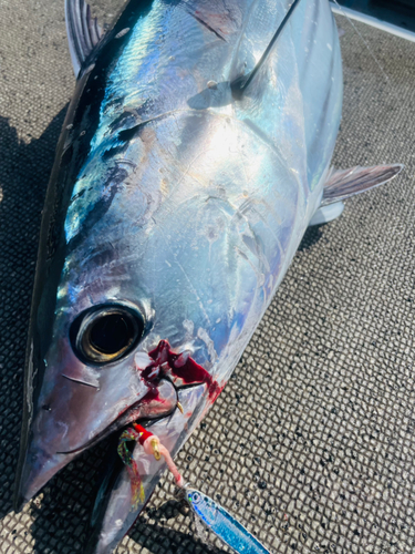 カツオの釣果