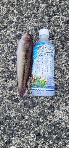 ベラの釣果