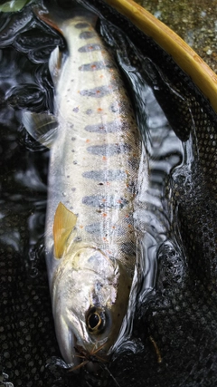 アマゴの釣果