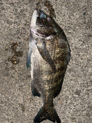 クロダイの釣果