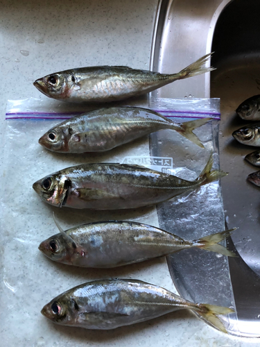 アジの釣果