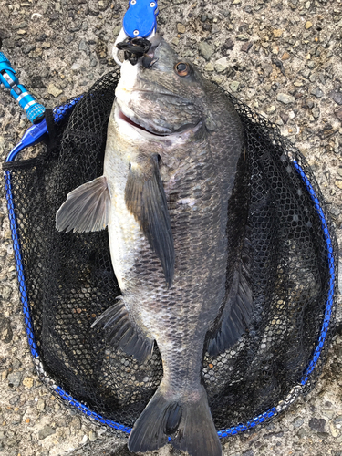 チヌの釣果