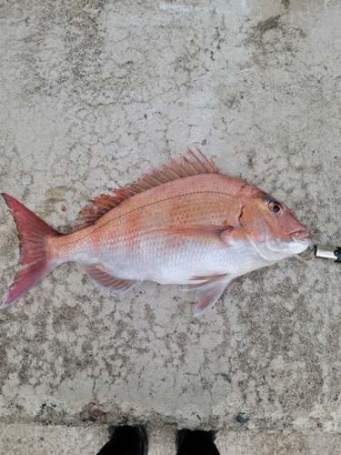 マダイの釣果