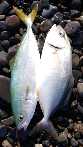 カンパチの釣果