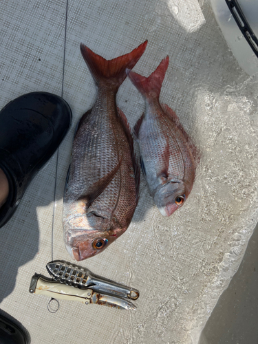 マダイの釣果