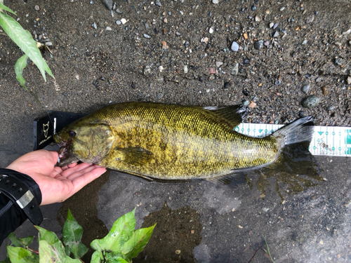 スモールマウスバスの釣果