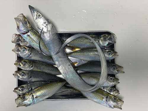 アジの釣果