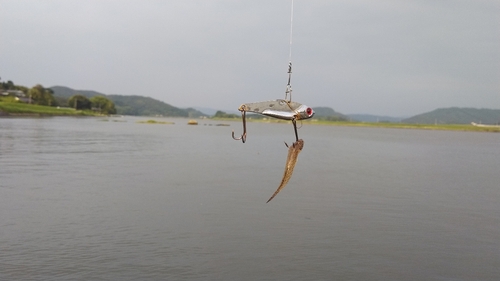 ハゼの釣果