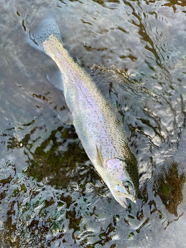 ニジマスの釣果