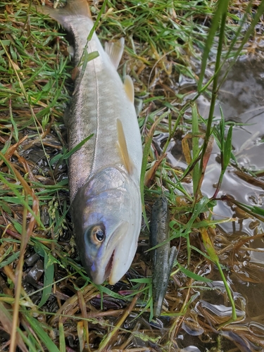 アメマスの釣果