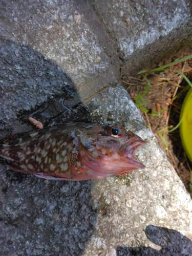 カサゴの釣果