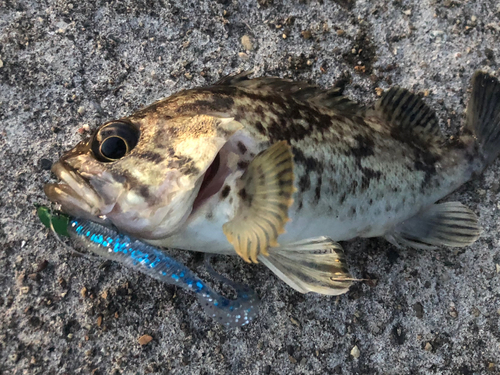 クロソイの釣果