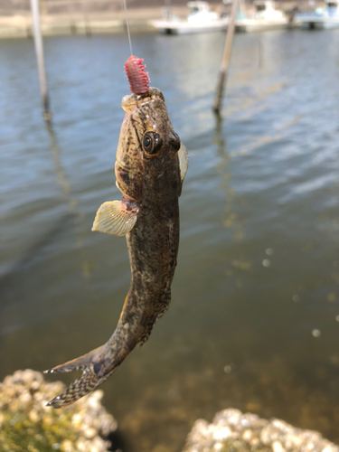 マハゼの釣果