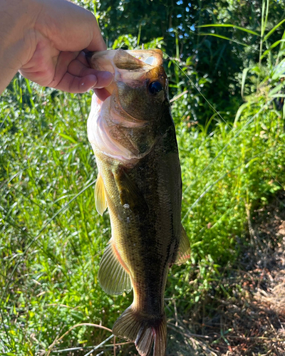 ラージマウスバスの釣果