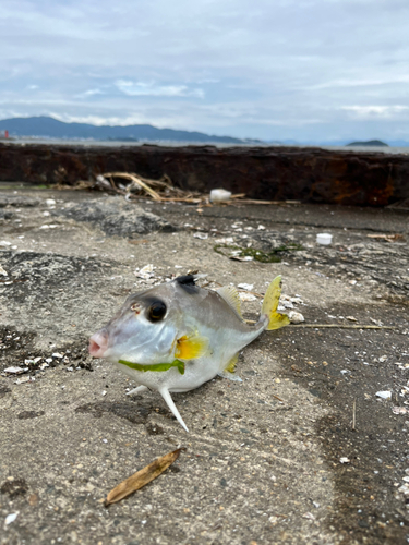 ギマの釣果