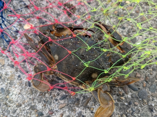 イシガニの釣果