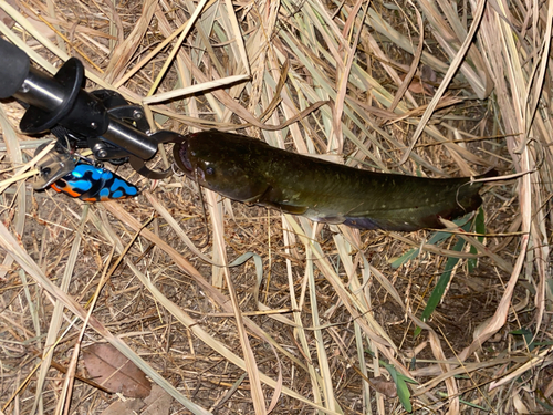 ナマズの釣果