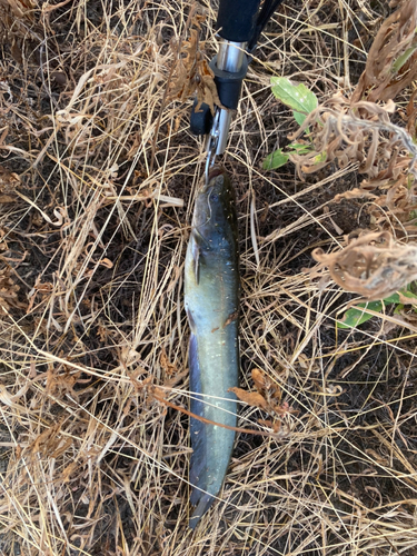 ナマズの釣果